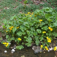 Marsh Marigold